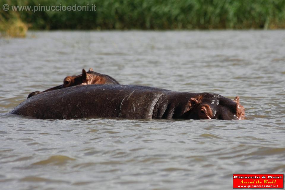 Ethiopia - Lago Chamo - Ippopotami - Hippos - 16.jpg